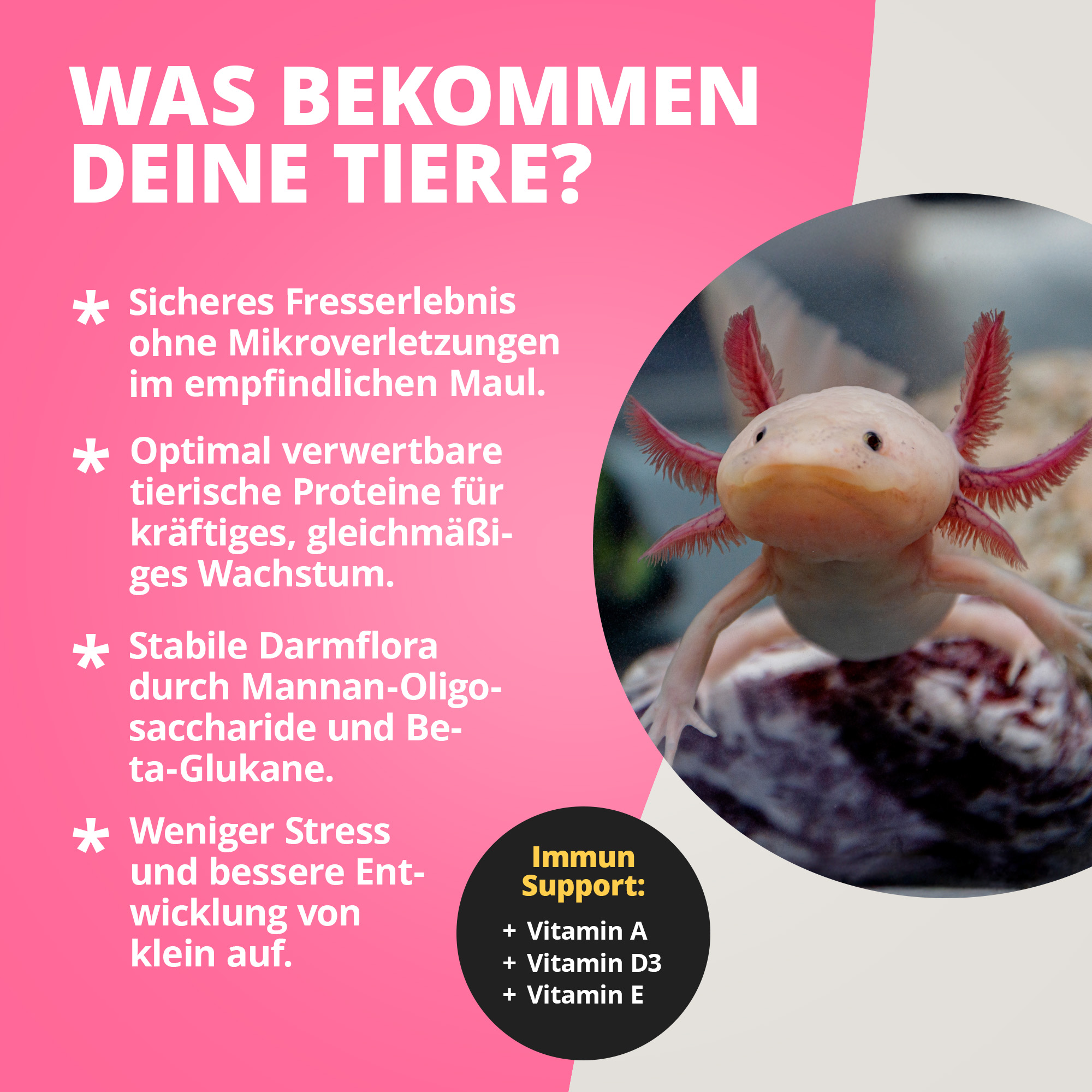 Nahaufnahme eines rosa Axolotls im Aquarium